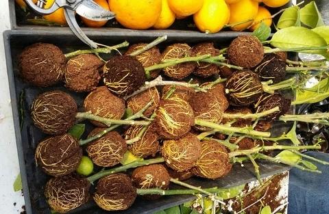 Kit Caixas de Enraizamento para Clonagem de Plantas | Alporquia